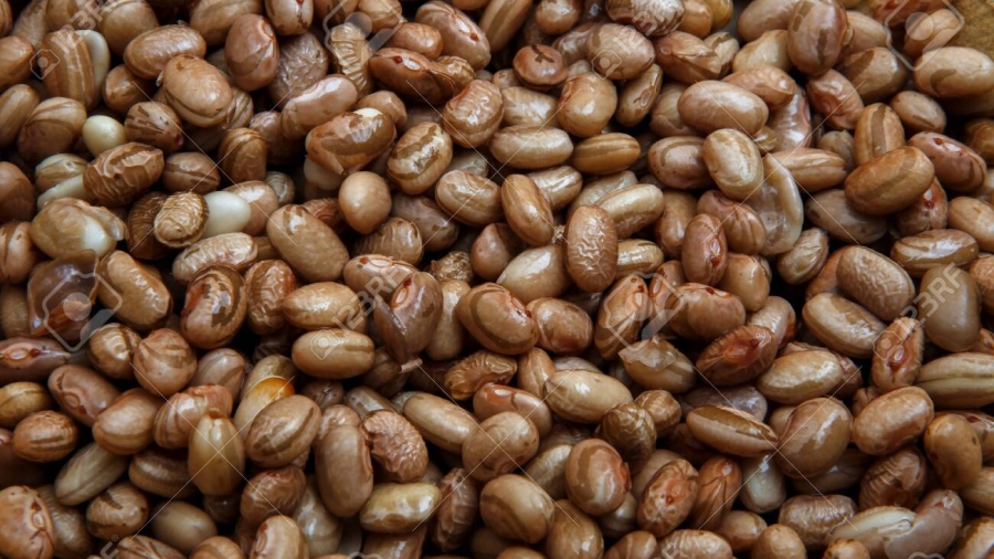 Phaseolus vulgaris is scientific name of Pinto Bean legume. Also known as Frijol Pinto and Feijao Carioca. Closeup of grains, background use.